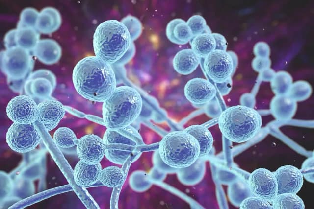 Kandydoza ogólnoustrojowa objawy: jak rozpoznać groźne symptomy Kandydoza ogólnoustrojowa objawy: jak rozpoznać groźne symptomy